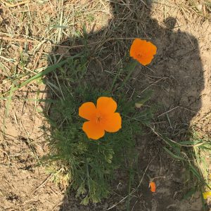 Terapie si drum spiritual