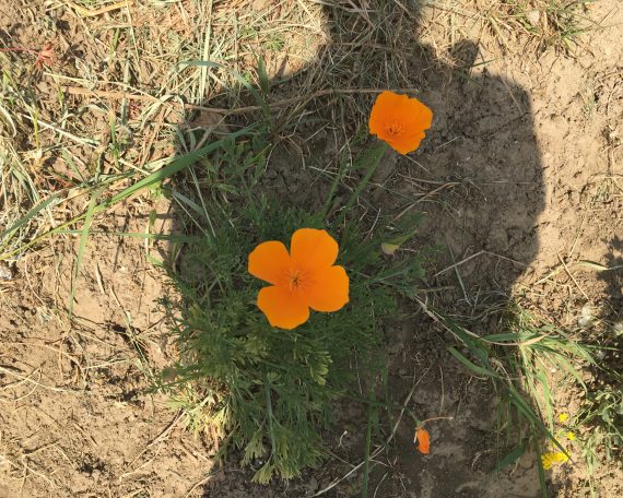 terapie și cale spirituală
