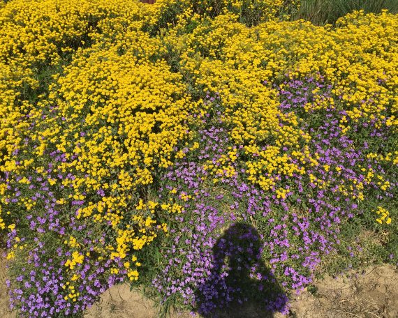 mulțumesc – recunoștință