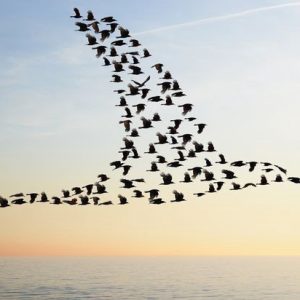 Fara scop…spre beneficii! (partea I)