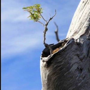 In spatele exercitiului de coerenta cardiaca