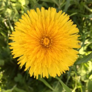 Coerență versus dispersie, demotivare, inconstanta, fragilitate