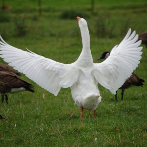 Violența lui „cine vrea, poate!”