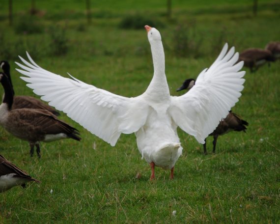 violenta lui cine vrea poate – reflectii si constientizare